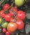 Tomatoes Amazon F1