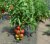 Tomatoes Annie F1
