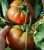 Tomatoes Petite