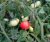 Tomatoes Arctic
