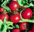 Tomatoes Purple F1