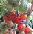 Tomatoes Baby Tom F1