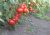 Tomatoes Berberana F1