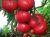 Tomatoes Bijskij rose
