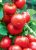 Tomatoes Rich Hata F1