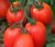 Tomatoes Rich Man F1