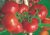 Tomatoes Bolshevik F1