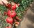 Tomatoes Bourgeois F1