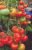 Tomatoes Biggie F1