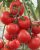 Tomatoes Valdai F1