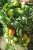 Tomatoes Lucky F1