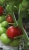 Tomatoes Venus F1