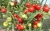Tomatoes Verlioka plus F1