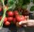 Tomatoes Westland F1