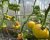 Tomatoes Golden Ozharovsky