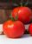Tomatoes Marglobe