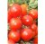 Tomatoes Rumba Ozharovsky