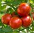 Tomatoes Tamina