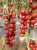 Tomatoes Cherry Red