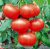 Tomatoes Floradade