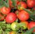Tomatoes Zoreslav