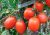 Tomatoes Tenor F1