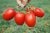 Tomatoes Pietro Rossi F1