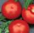 Tomatoes Esmeralda F1