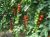 Tomatoes Hilmi F1