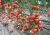 Tomatoes Pietro F1