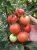 Tomatoes Torino F1