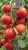 Tomatoes Tornado F1
