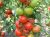 Tomatoes Tipo F1