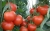 Tomatoes Batch F1