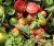 Tomatoes Darinka F1