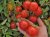 Tomatoes Maryanka F1