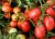 Tomatoes Semaprim F1