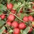 Tomatoes Proton