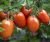 Tomatoes Denard