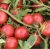 Tomatoes Rubinek