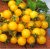 Tomatoes Minigold