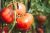 Tomatoes Titan