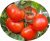Tomatoes Andromeda F1