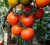 Tomatoes Irishka