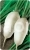 Radish Autumn Giant
