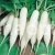 Radish Firefly