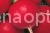 Radish Duro Krasnodar