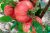Tomatoes Raspberry Viscount