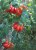 Tomatoes American ribbed