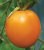 Tomatoes Orange